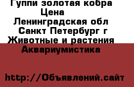 Гуппи золотая кобра › Цена ­ 50 - Ленинградская обл., Санкт-Петербург г. Животные и растения » Аквариумистика   